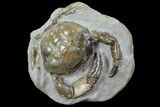 D Fossil Crab (Pulalius) Washington - Washington State #67570-1